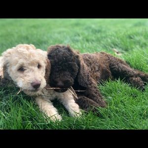 Meet your Posher, Jordan